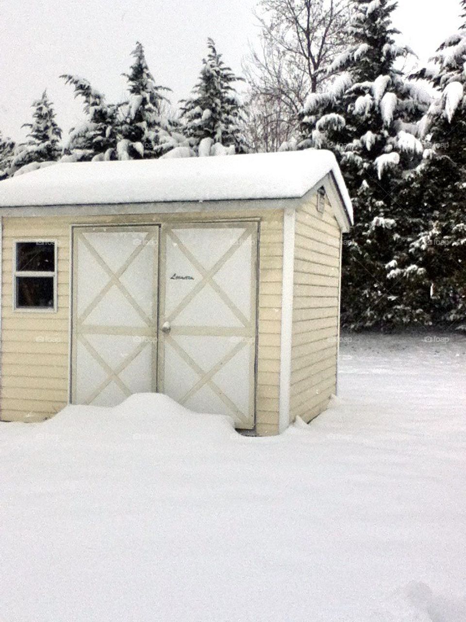 Snowy Shed