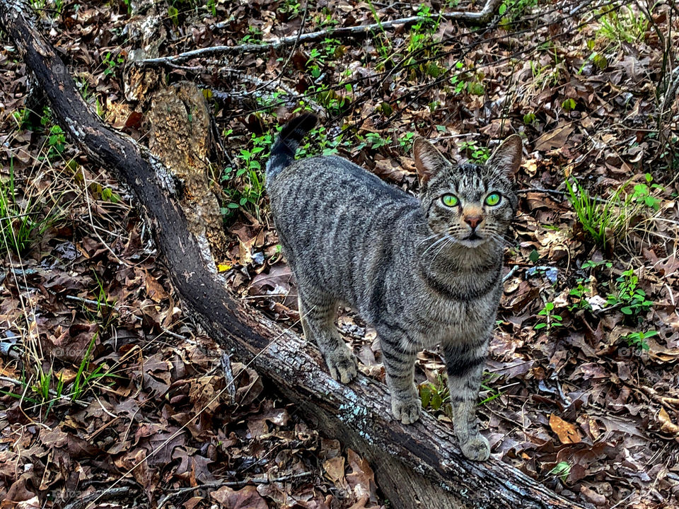 Benjamin Linus On A Limb