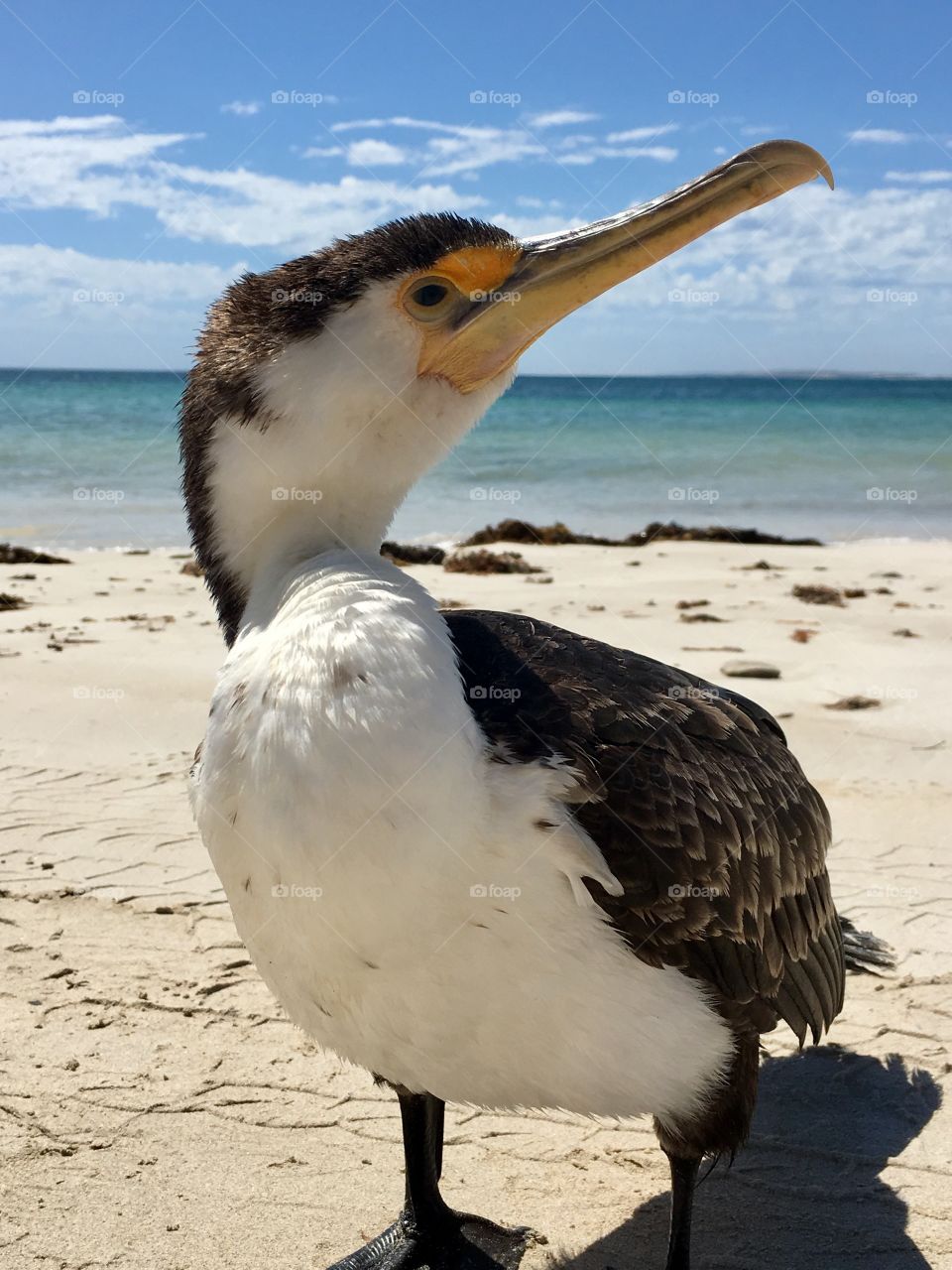 Australian wildlife, young Cormorant seabird on remote beach south Australia 