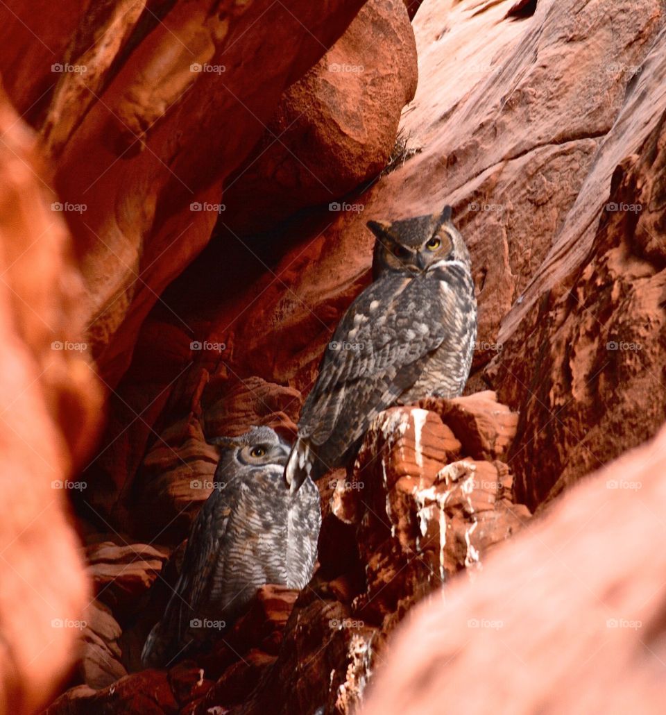 Owl Canyon, near Page, Arizona. It was so dark in the canyon, I didn't realize there were two owls until I uploaded the photos. Most amazing experience!