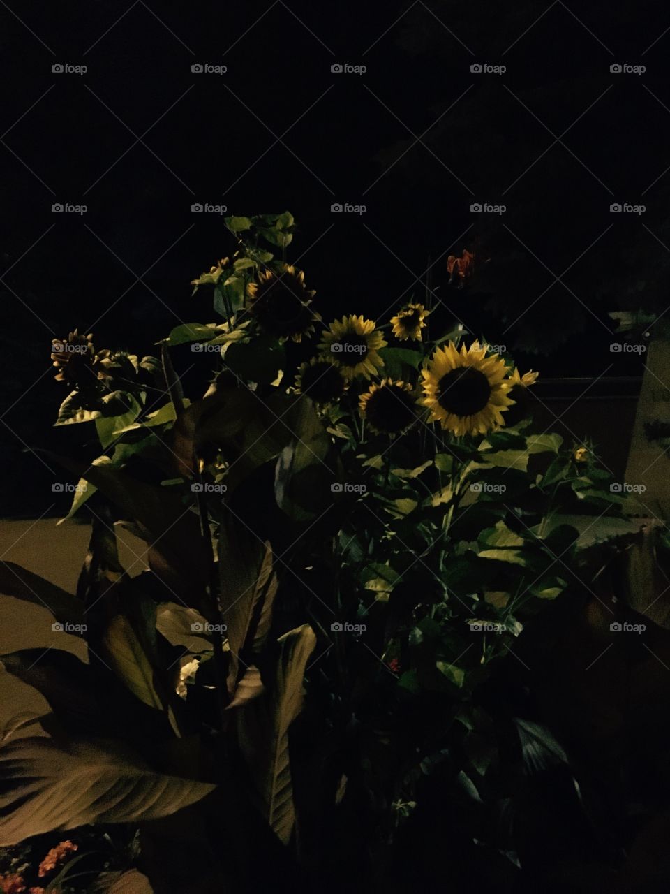 Sun flowers in the darkness of the night 