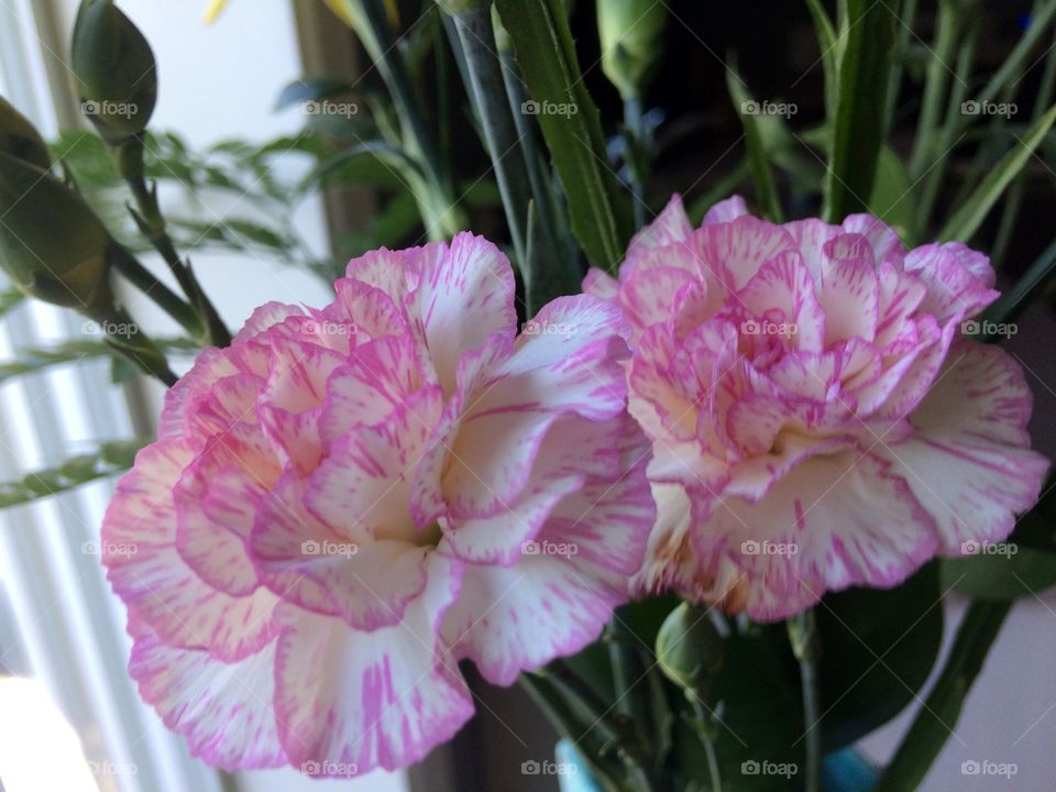 Pink and white carnations