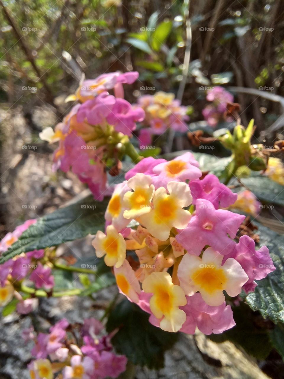Macro shot of the Common Lantana.