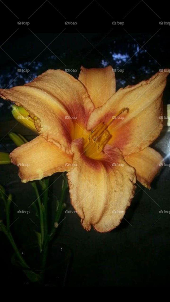 Lovely Lily Flower