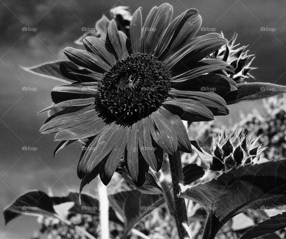 A sharp sunflower contrasting against a rich summer sky 