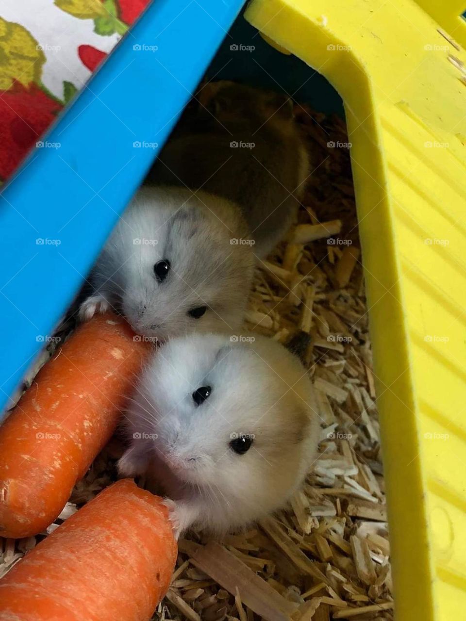 Family of hamsters