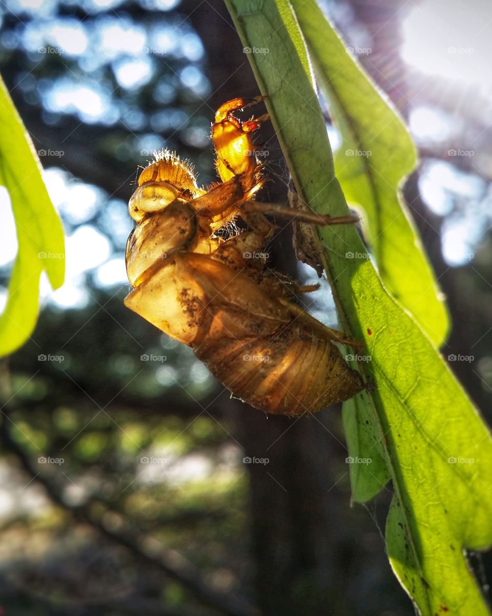 A cicada insect shell hanging from an oak leaf in summer