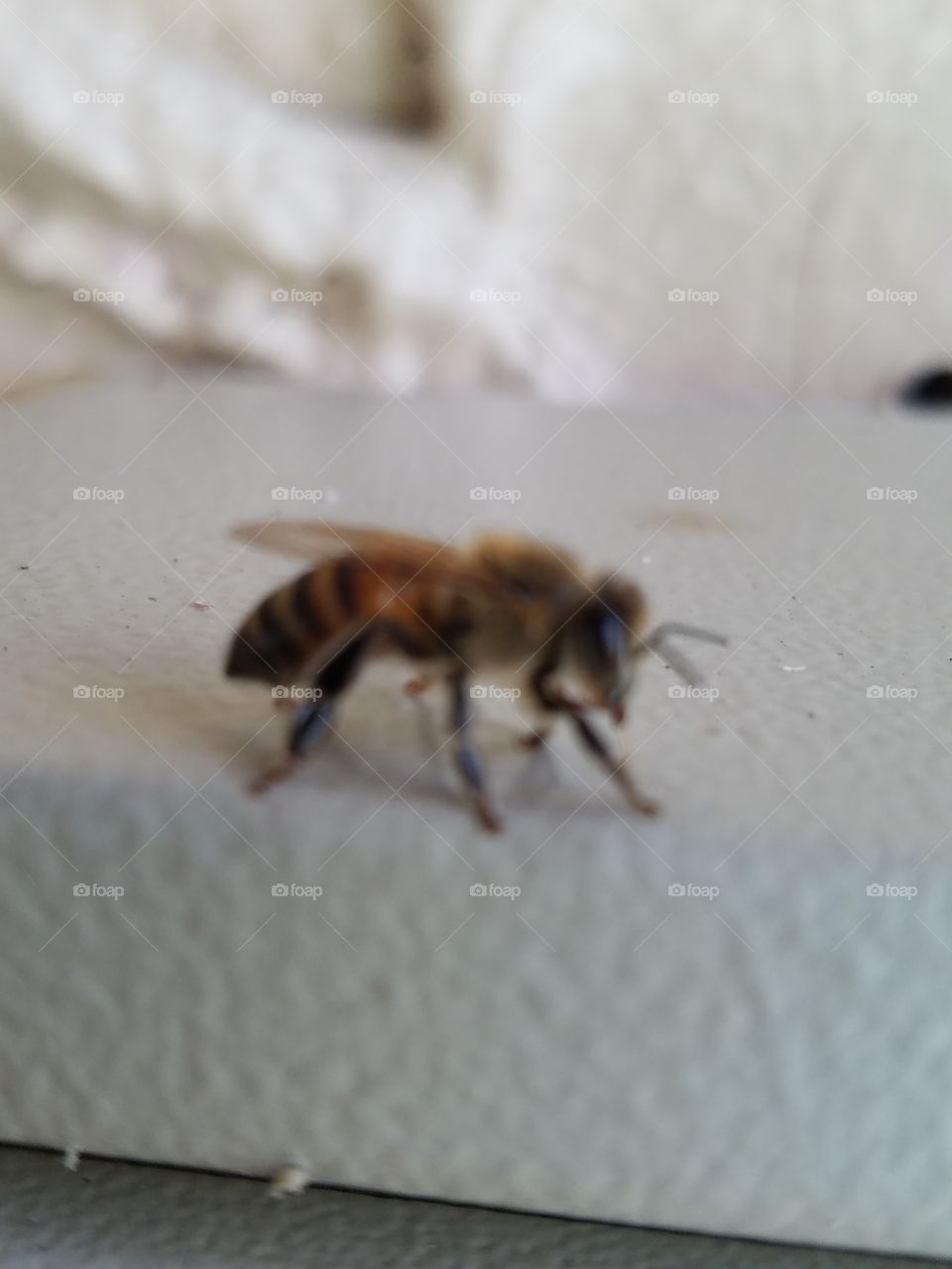 Sleepy honey bee