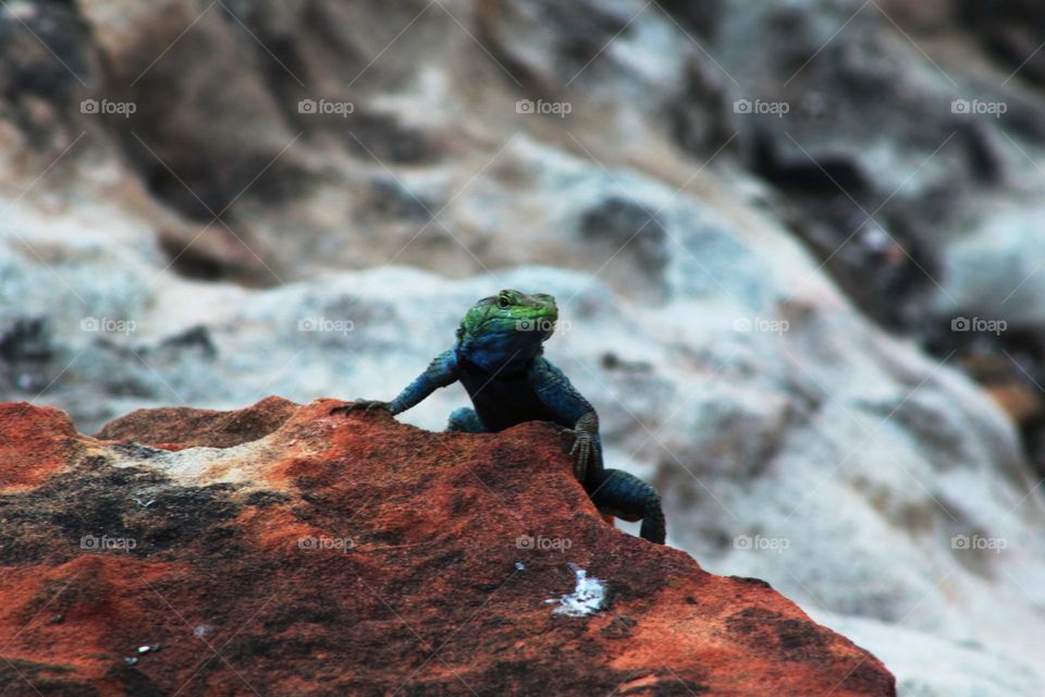 African Flathead lizard 