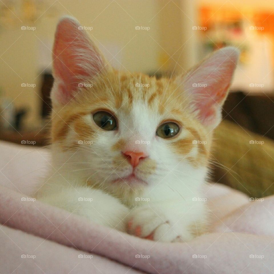 Cute kitten. My kitten Ford observing me while working on preparing his own food