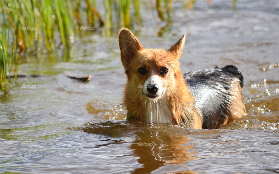 A corgi bathing