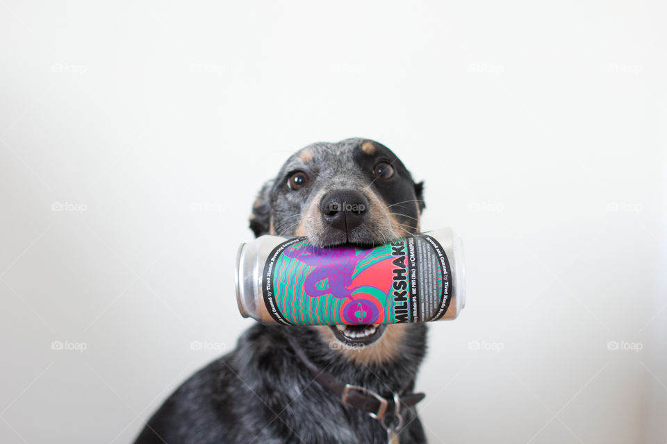 Dog, Cute, Pet, Portrait, Animal