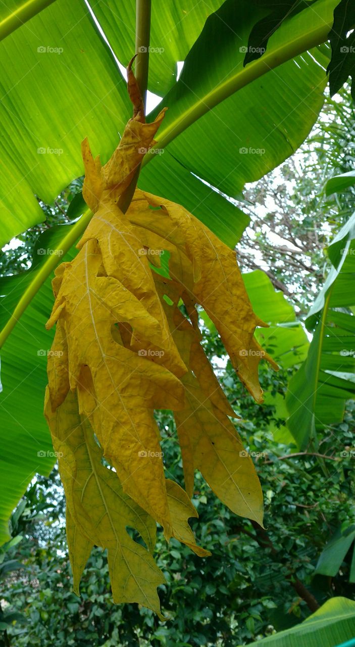 View of banana leaves