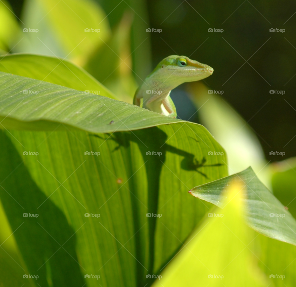 green shadow leaf lizard by lightanddrawing