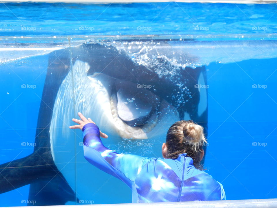 killer whale playing with human
