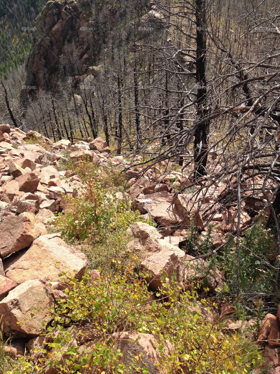 Burnt trees from the Waldo Canyon fire
