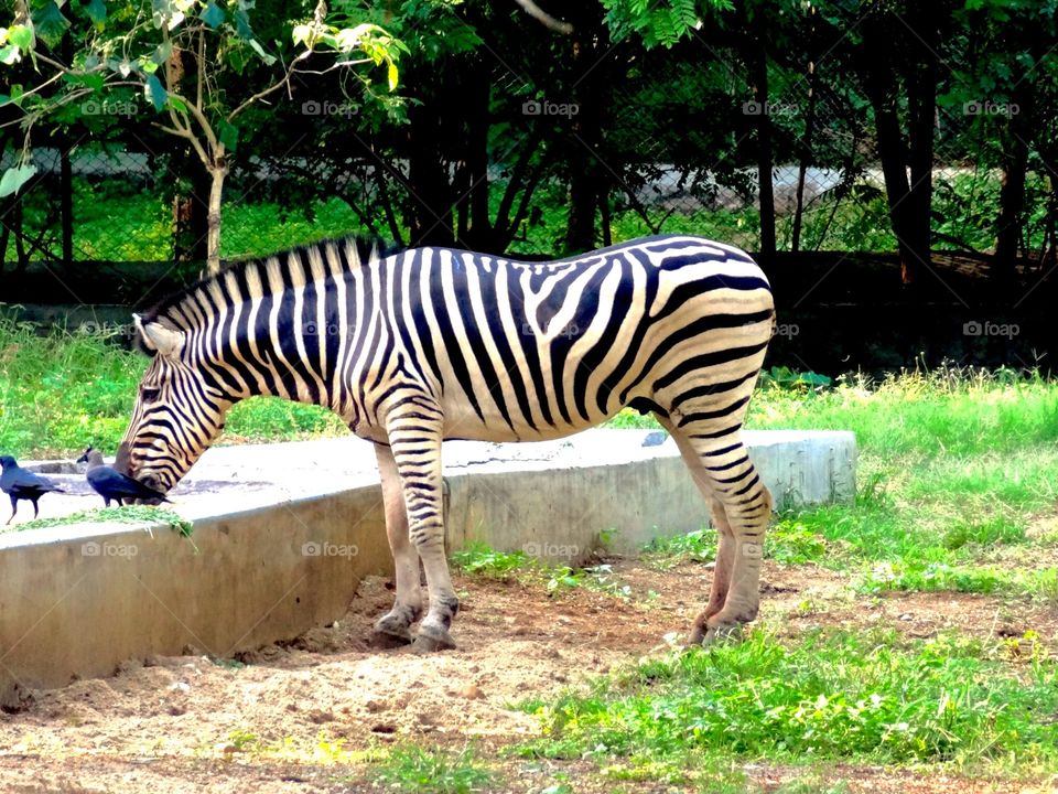 zebra 