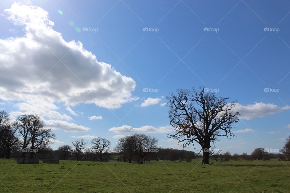 Blue sky, clouds and trees