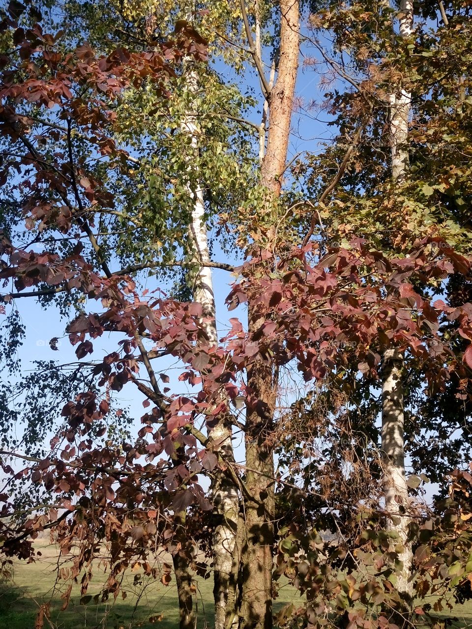 polish nature,  autumn