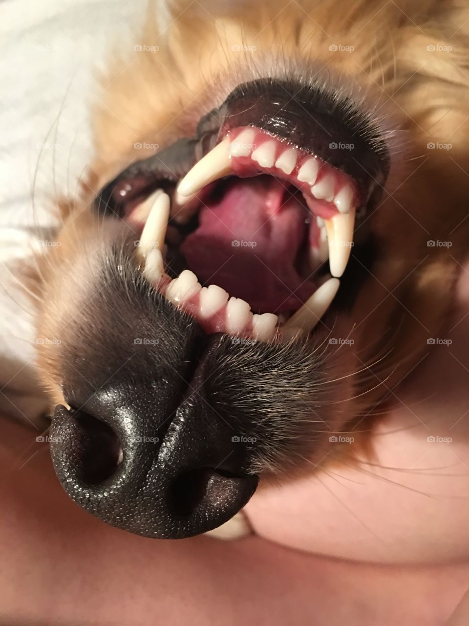 Golden retriever dog teeth and nose upside down 