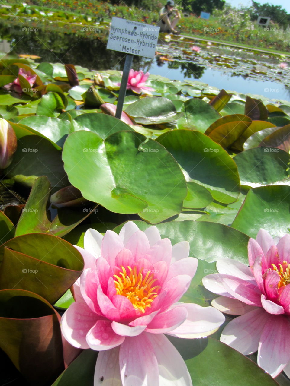 Flora, Nature, Tropical, Flower, Leaf