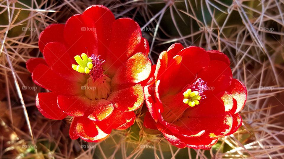 Cactus Flowers