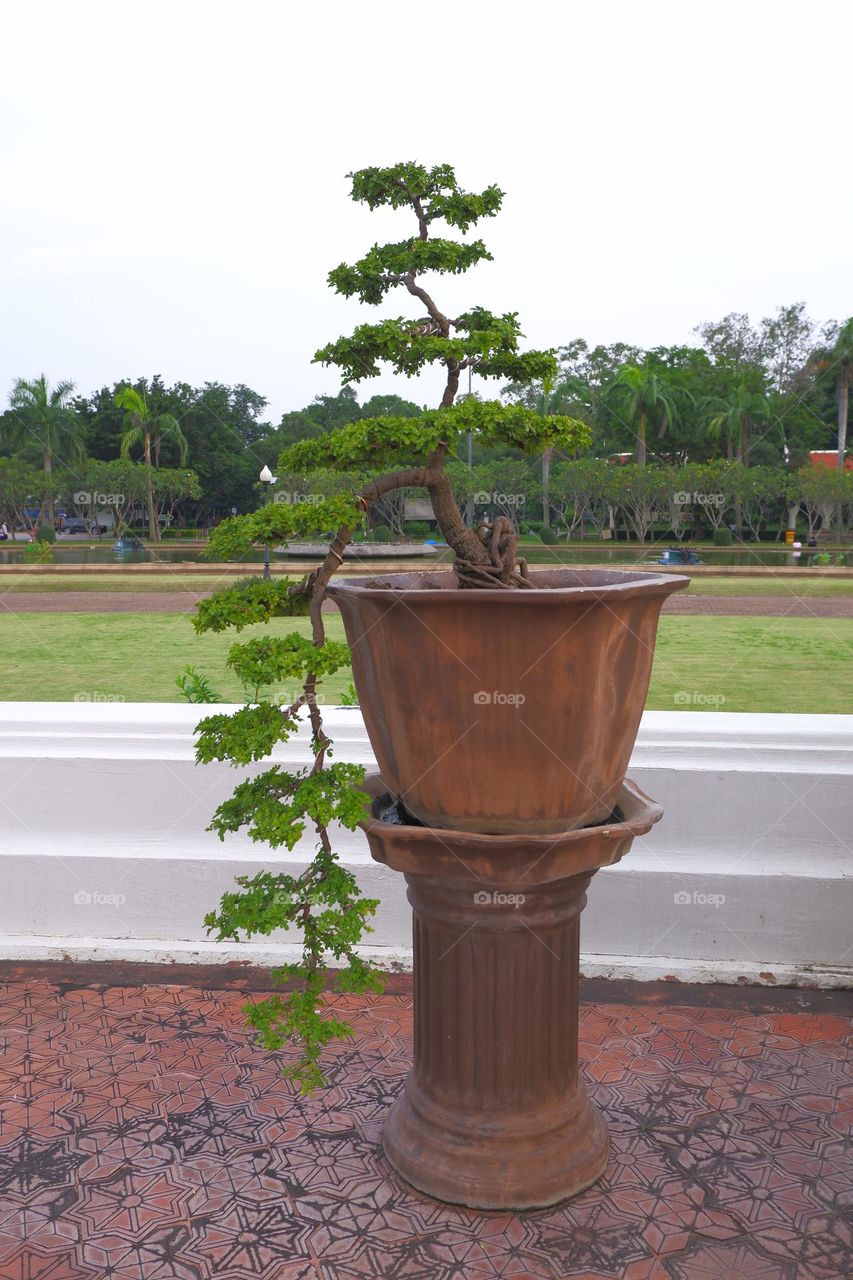 bonsai with branches and stems in a plant pot sky backdrop