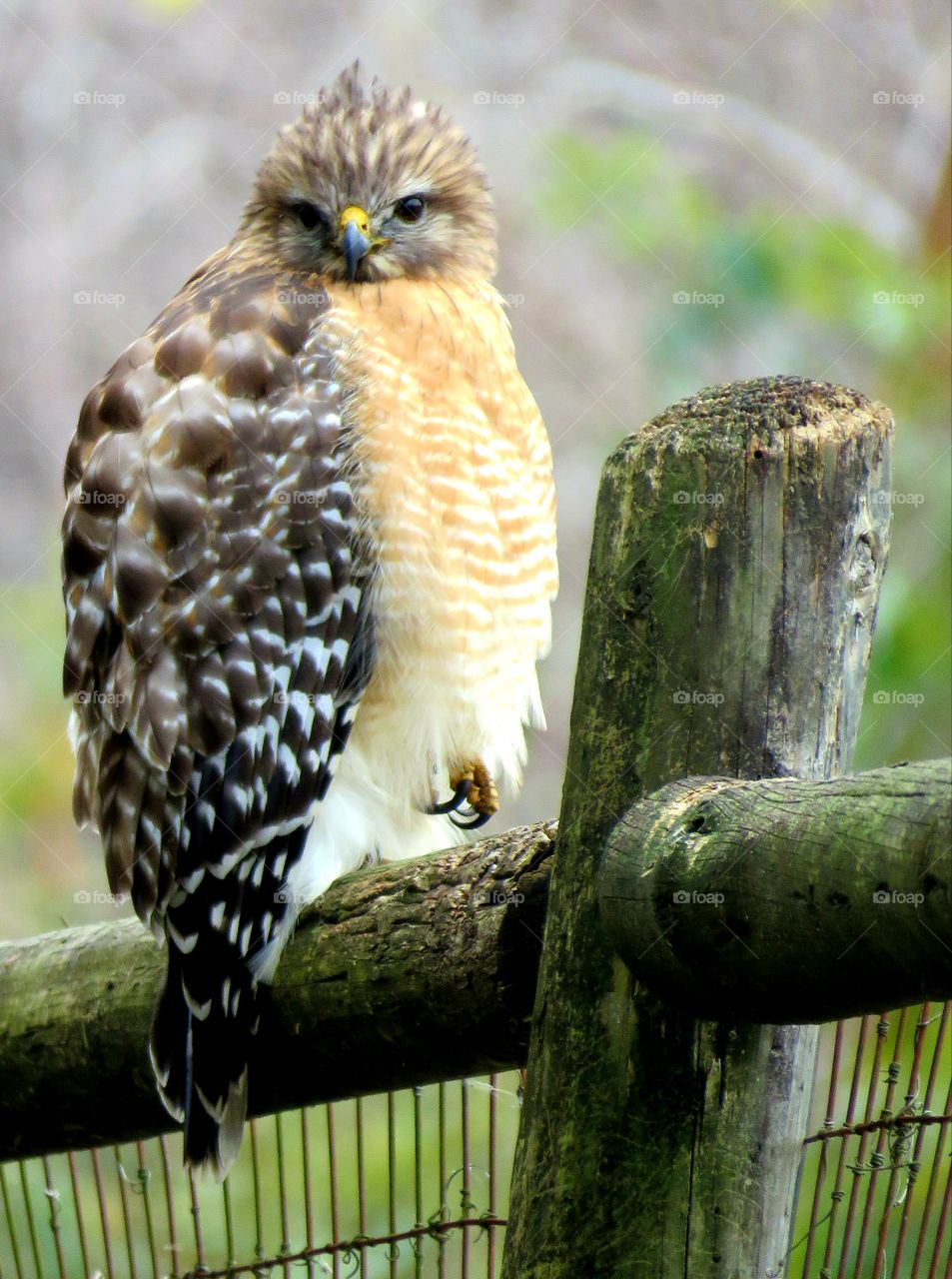 young hawk watching me