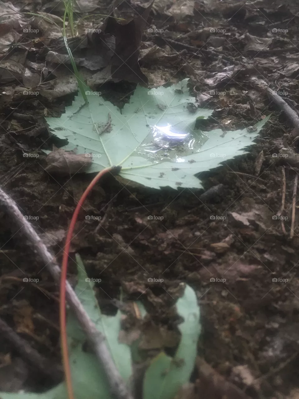 Dew on leaf