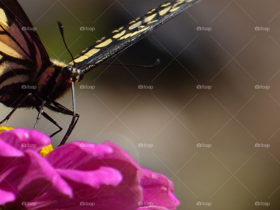 Eye to eye with a butterfly 