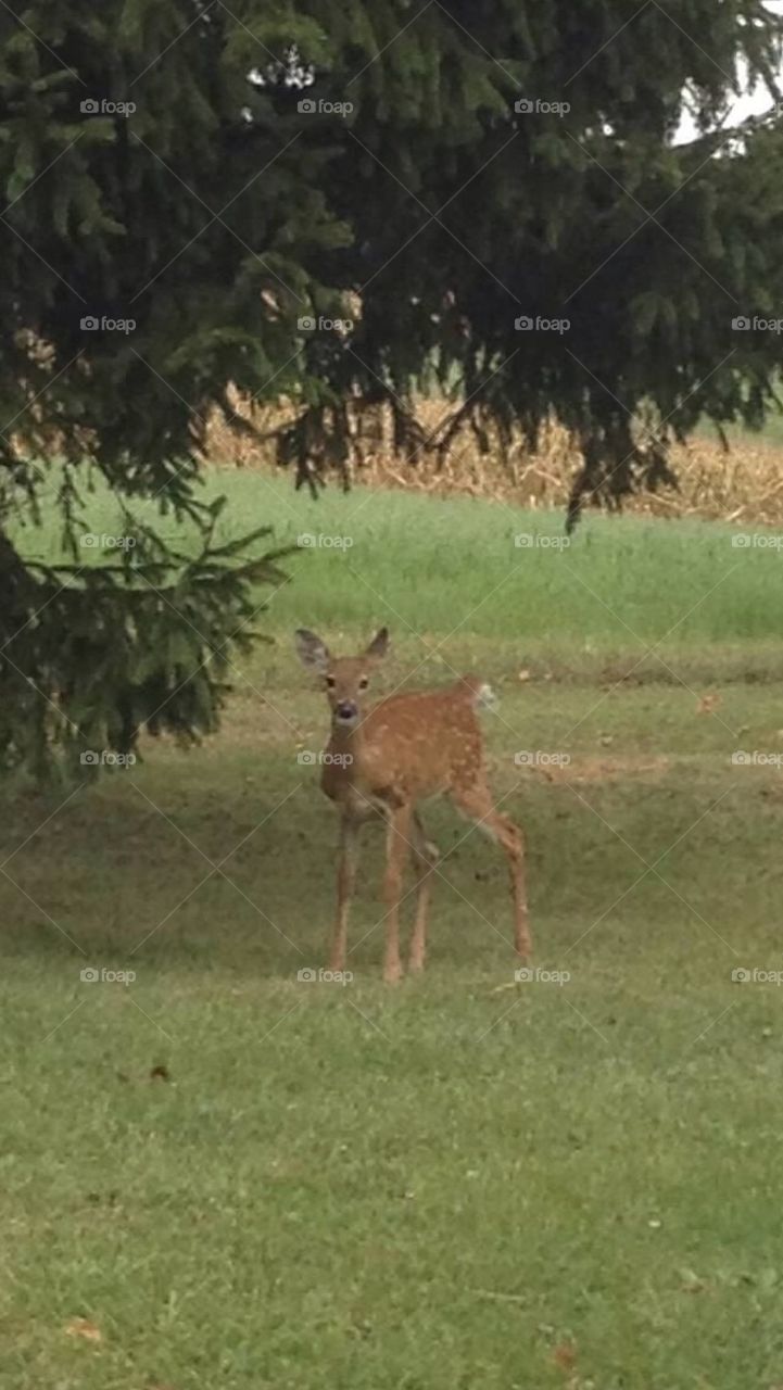 Bambi