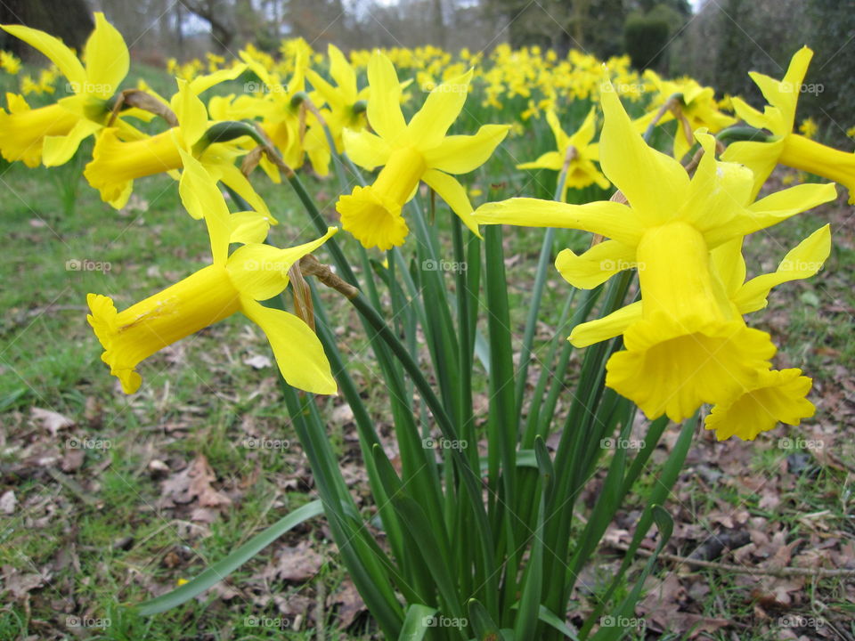 Daffodils