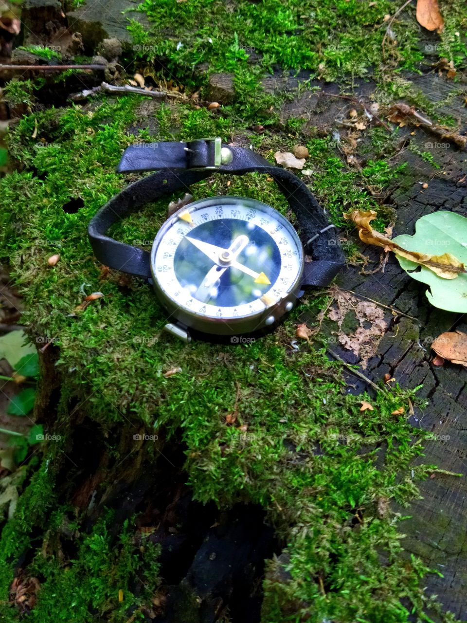 Compass on a green moss stump.  Summer forest