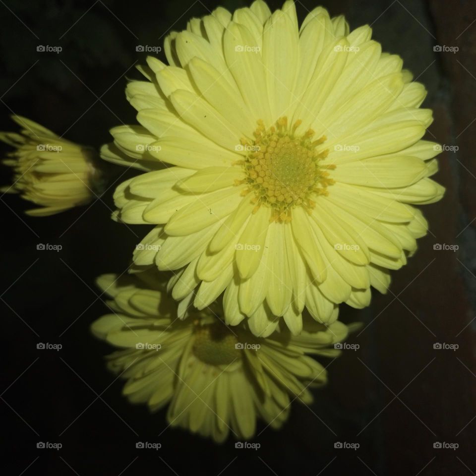 Chrysanthemum yellow