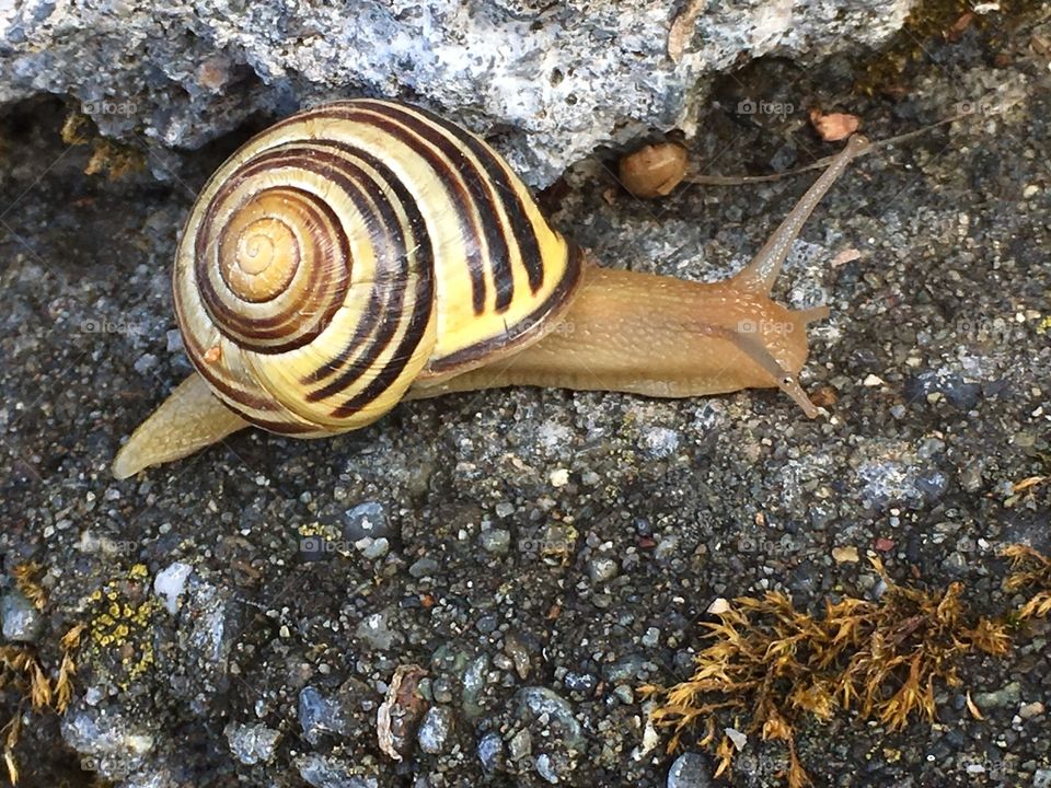 Banded garden snail