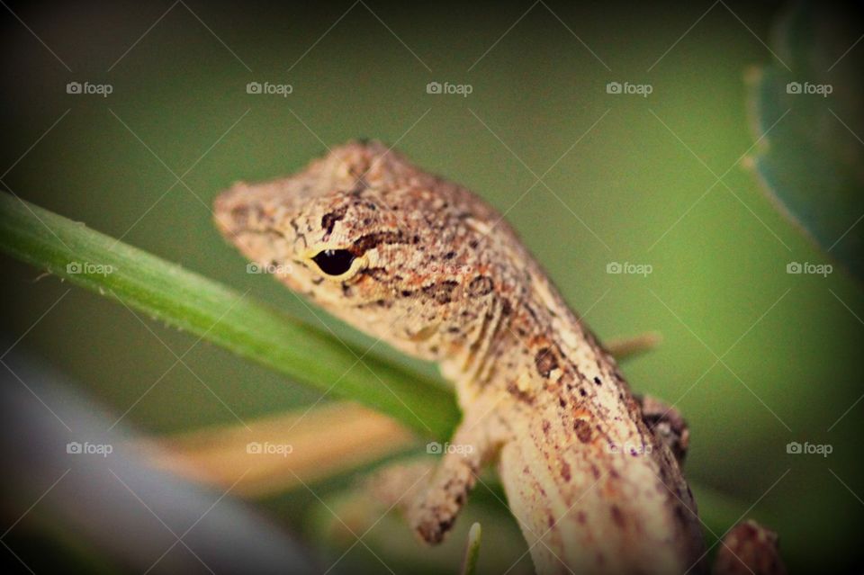 Lizard