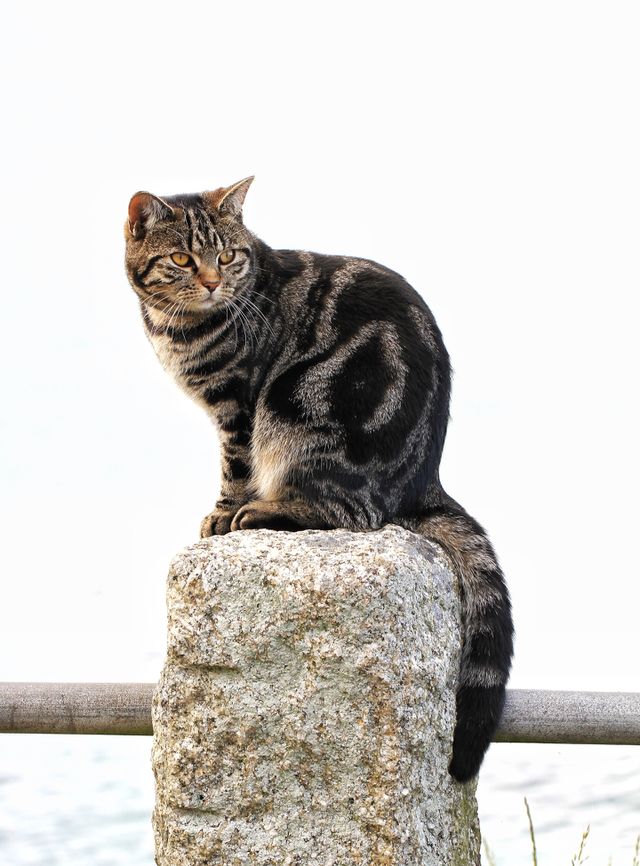A cute tortoiseshell cat sitting on a post with the ocean behind him.