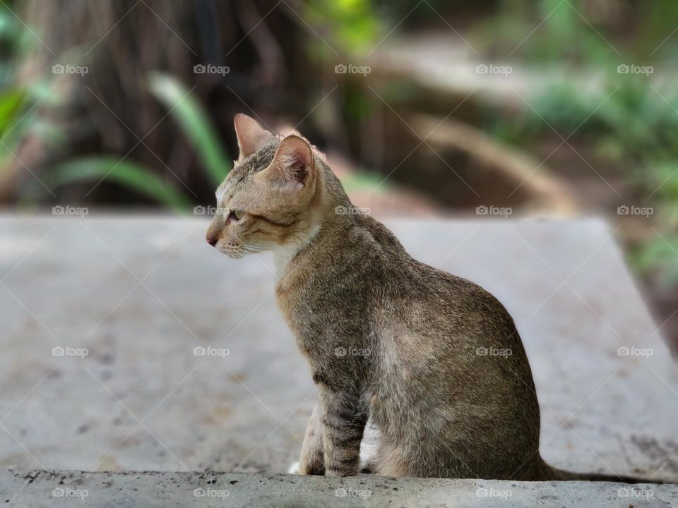 Cat at Phnom Penh Cambodia