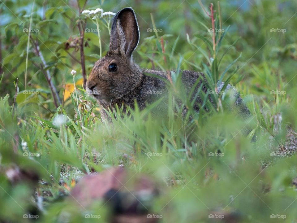Snowshoe Hare (rabbit) Hanging out in the short grass during the summer.