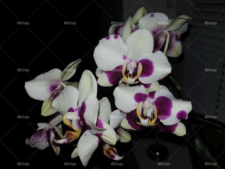 orchids