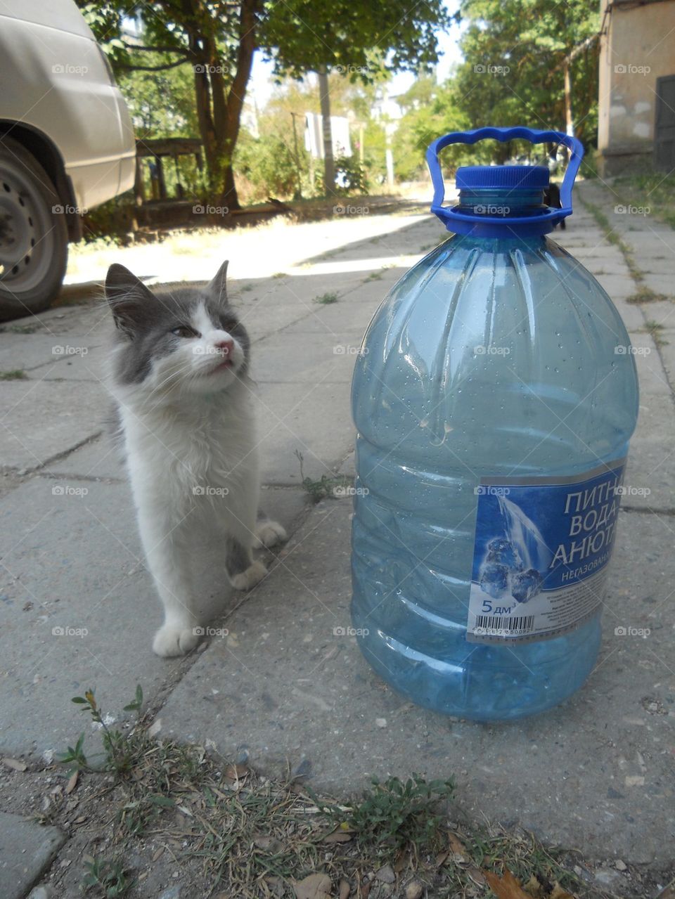 Cat and water container