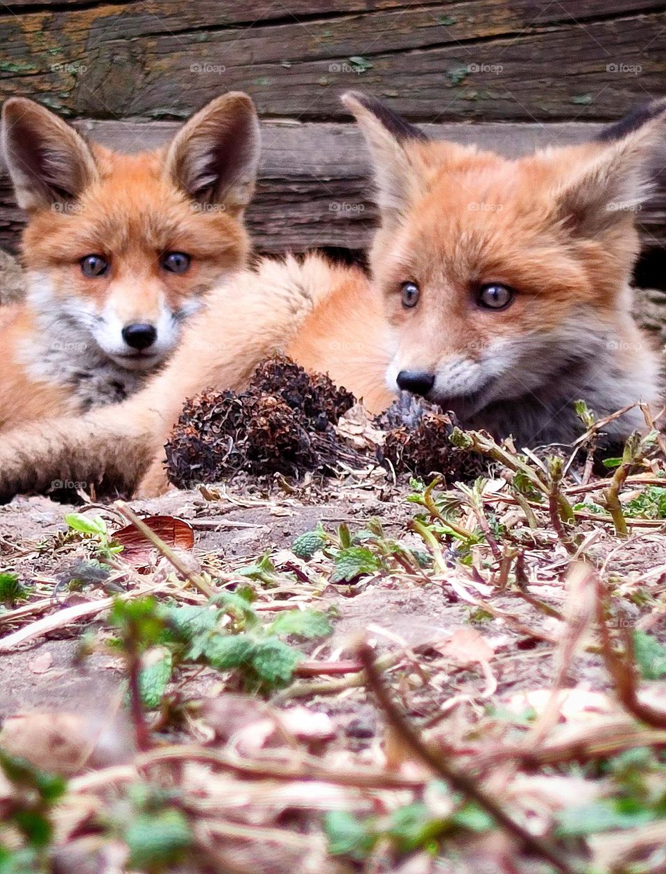 View from the ground.  Two fox cubs lie on the ground against the background of a destroyed wooden house