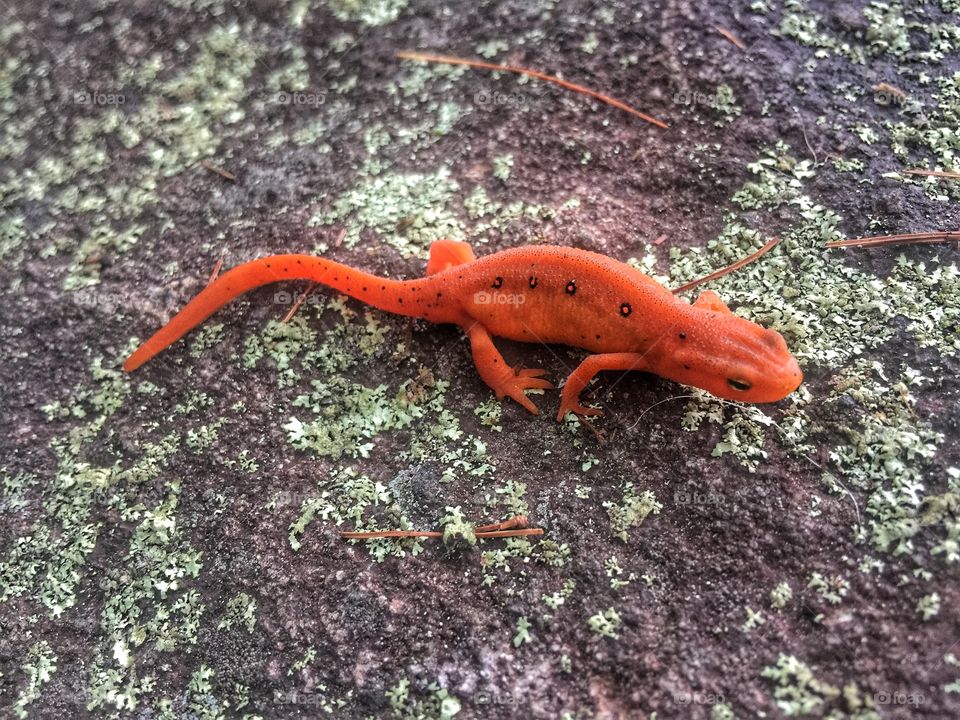 Adirondack Salamander 
