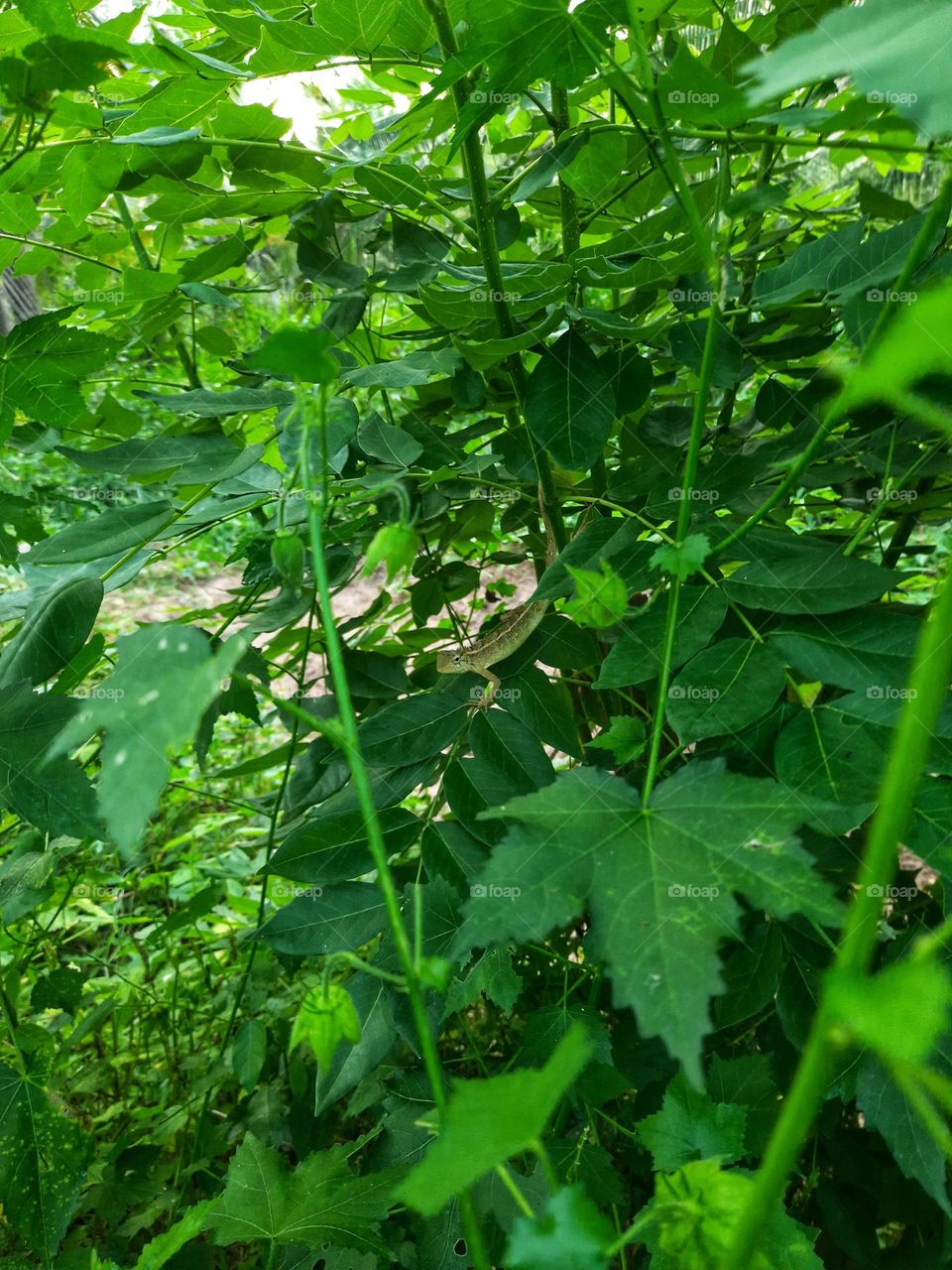 A photo of a brown lizard perched on a leafy branch of a tree in sri lanka
