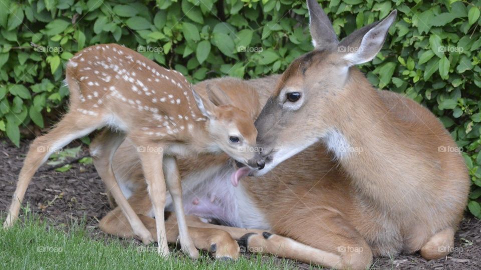 Doe with her fawn