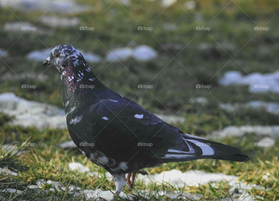 Wild pidgeon in winter with purple neck and white speckled head.