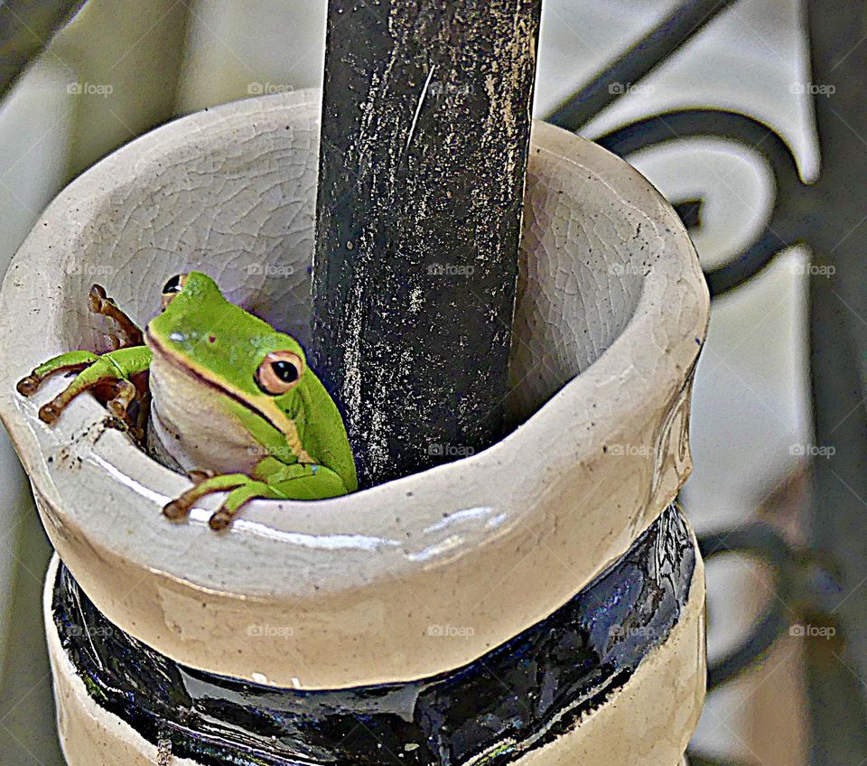Unusual Sus-pets - The American green tree frog (Dryophytes cinereus) is a common species of New World tree frog belonging to the family Hylidae. It is a common backyard species, popular as a pet