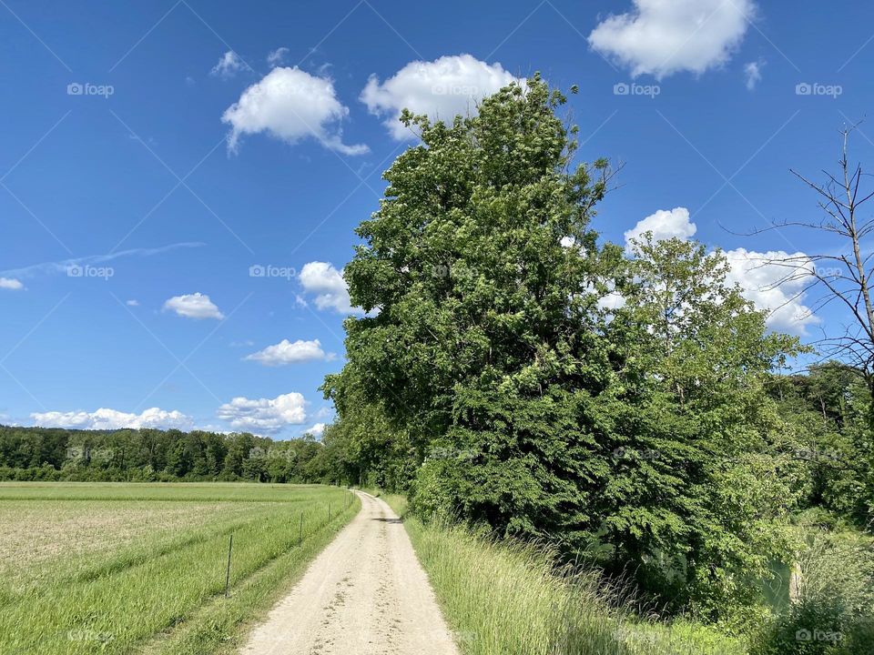 Field, meadow, country lane and trees