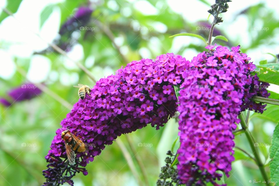 Busy bees on a purple flowers.
