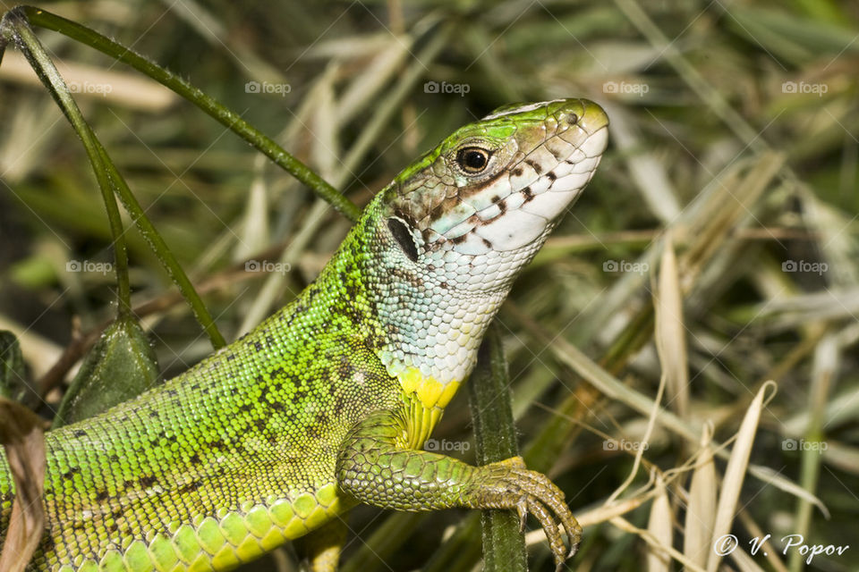 Green lizard